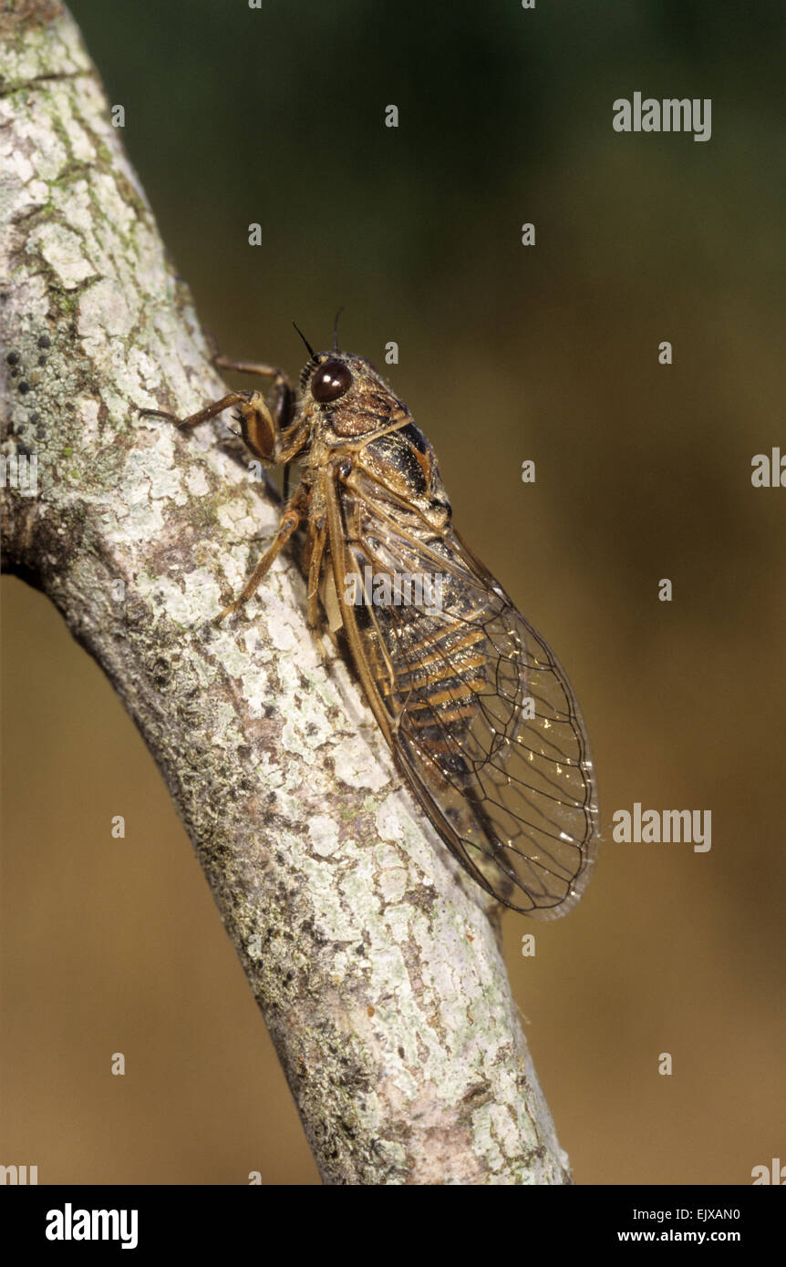 Cicada - Cicadetta argentea Stock Photo