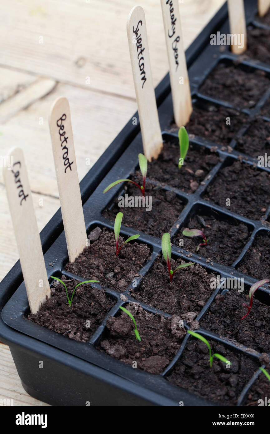 Close up shots of seedlings germinating indoors in a module seedling tray, with wooden name labels to indicate variety grown. Stock Photo