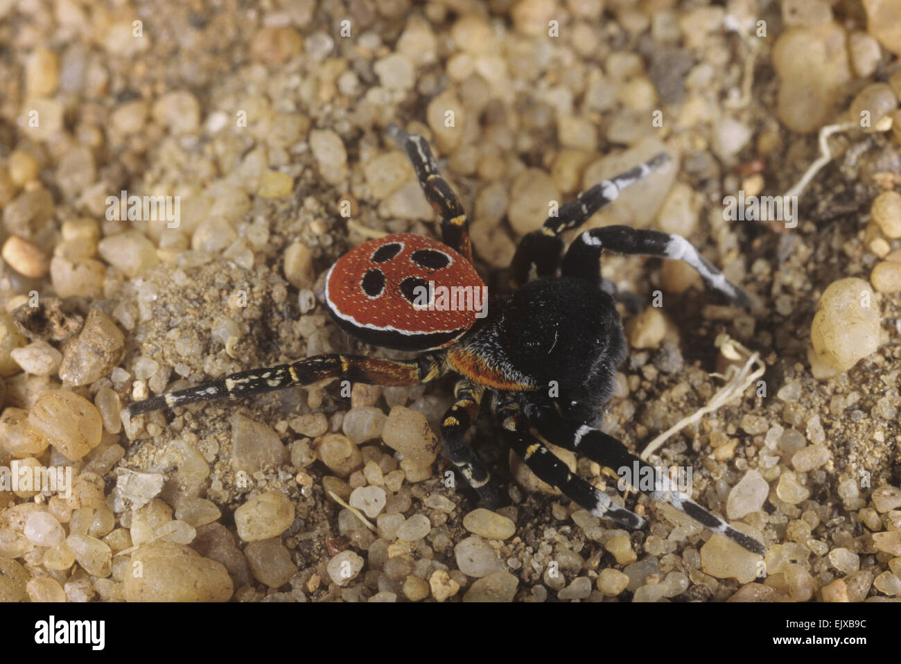 Ladybird Spider - Eresus niger Stock Photo