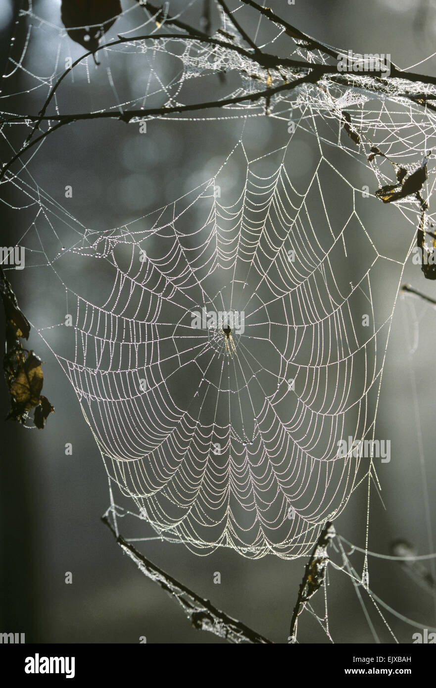 Orb Spider's web Stock Photo