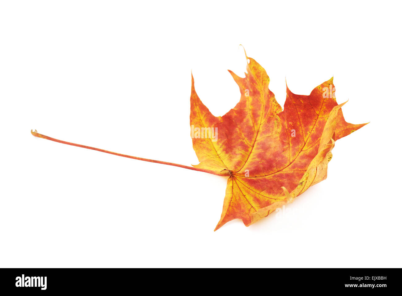 Closeup bright red leaf hi-res stock photography and images - Alamy