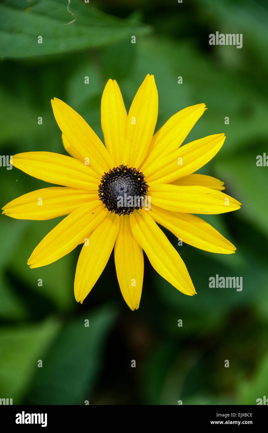 A black eyed susan single open flower on a green background. Stock Photo