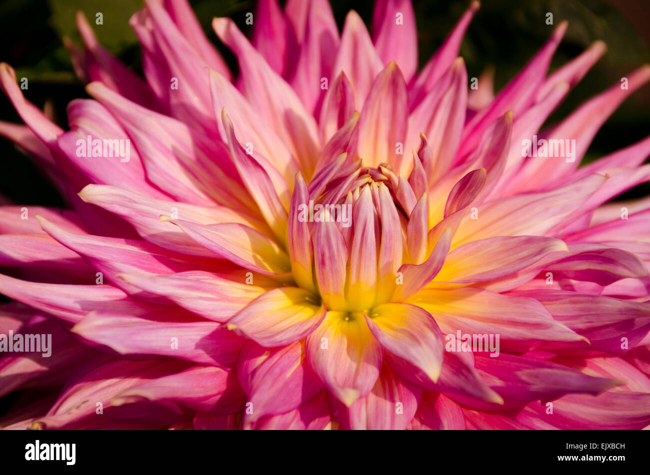 A spiky petalled dahlia growing outside with graduated petals that are pink and yellow. Stock Photo