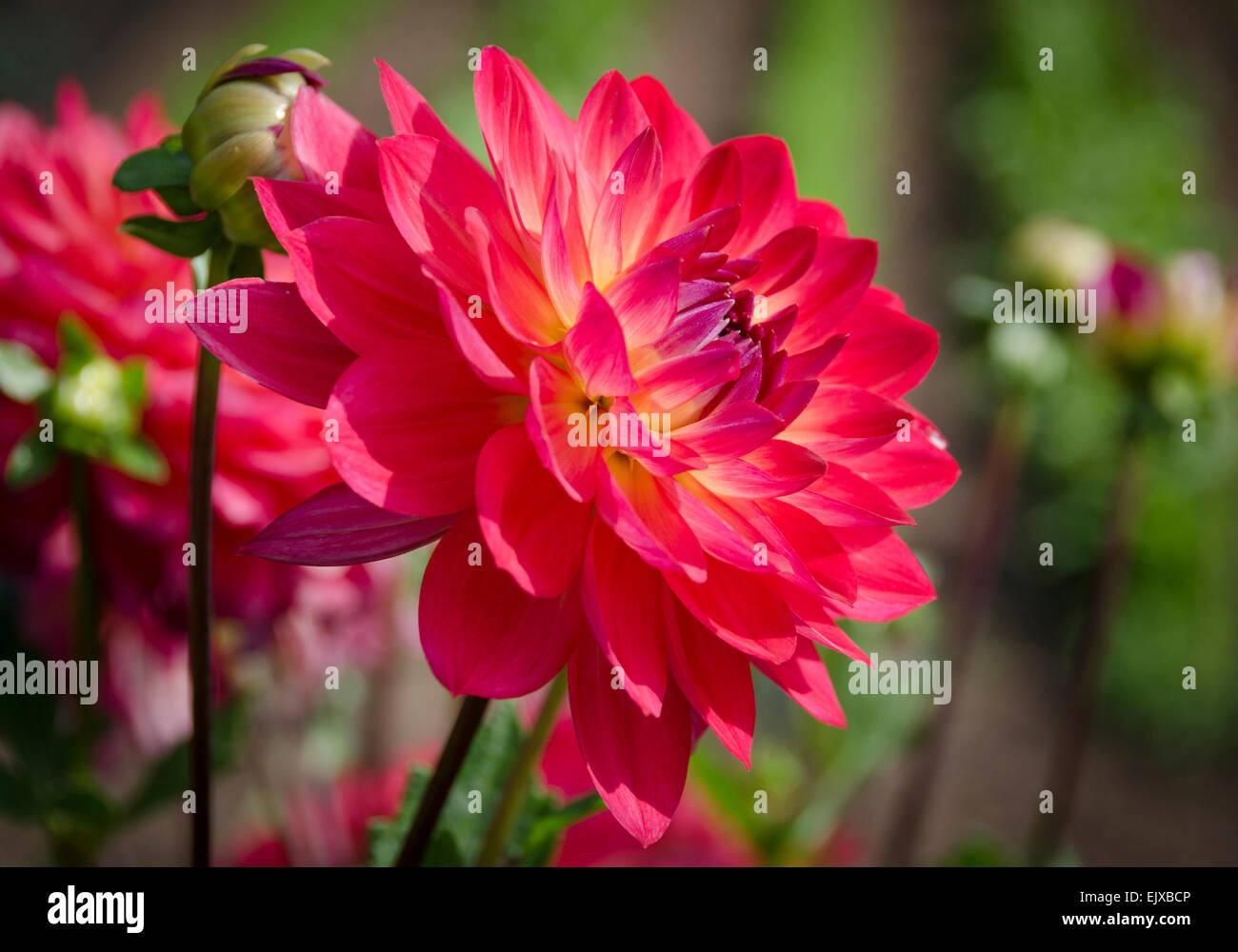 A BRIGHT PINK DAHLIA GROWING OUTDOORS IN A GARDEN Stock Photo Alamy
