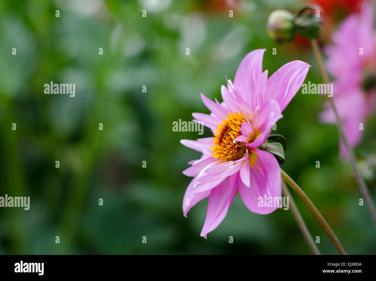 A pink anenome with a yellow centre growing outdoors Stock Photo