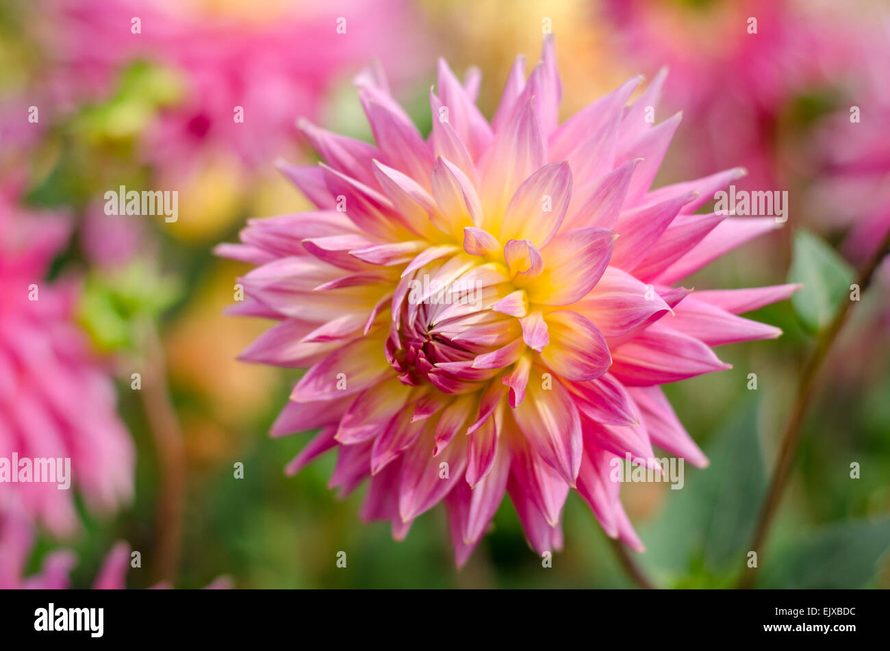 A spiky petalled dahlia with graduated pink to yellow petals growing ...