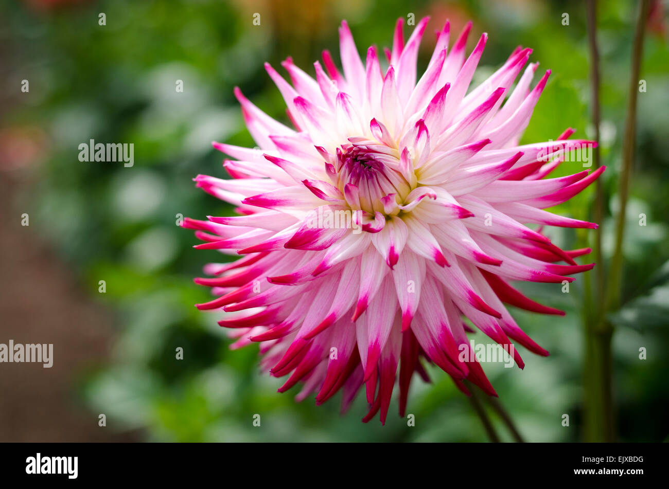 A single white dahlia with pink tipped spiky petals growing outdoors. Stock Photo