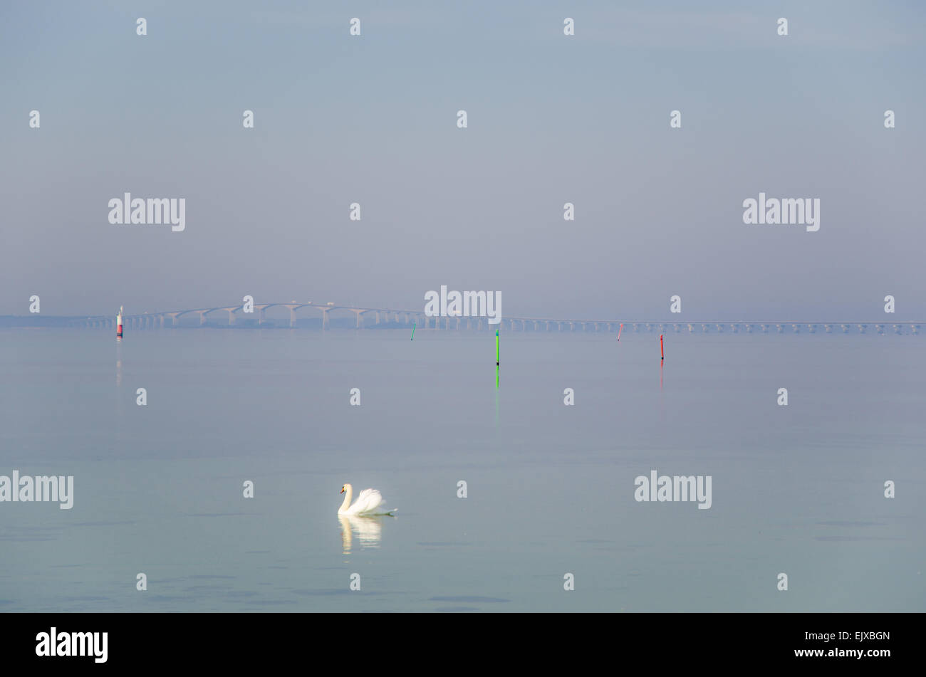 A single mute swan is swimming by the coast of the swedish island Oland with the Oland bridge in the background. Stock Photo