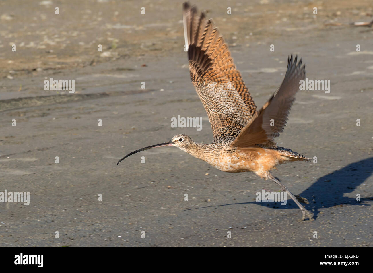Long-billed curlew (Numenius americanus) taking off, Galveston, Texas, USA. Stock Photo