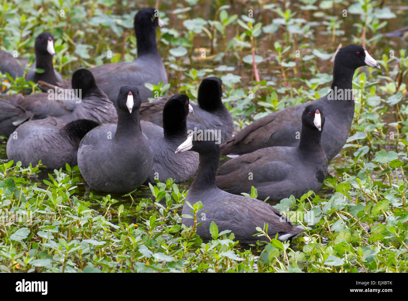 Migratory coots hires stock photography and images Alamy