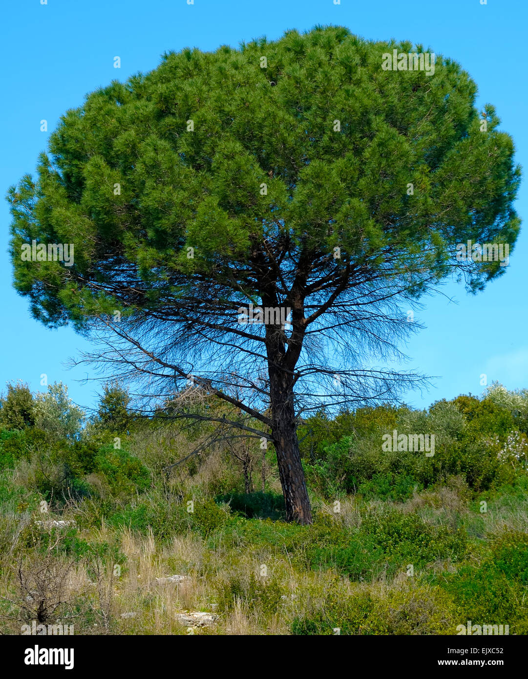 Mediterranean pine tree hi-res stock photography and images - Alamy