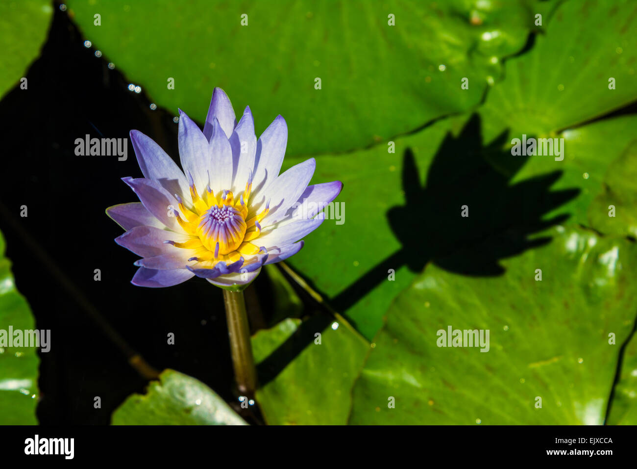 Egyptian Lily High Resolution Stock Photography and Images - Alamy