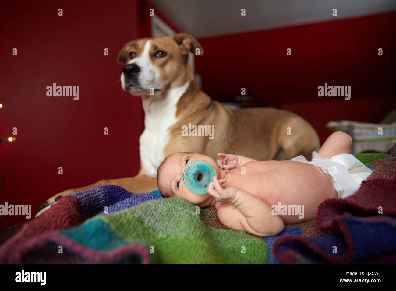 Dog Guarding Newborn Baby Girl Stock Photo Alamy