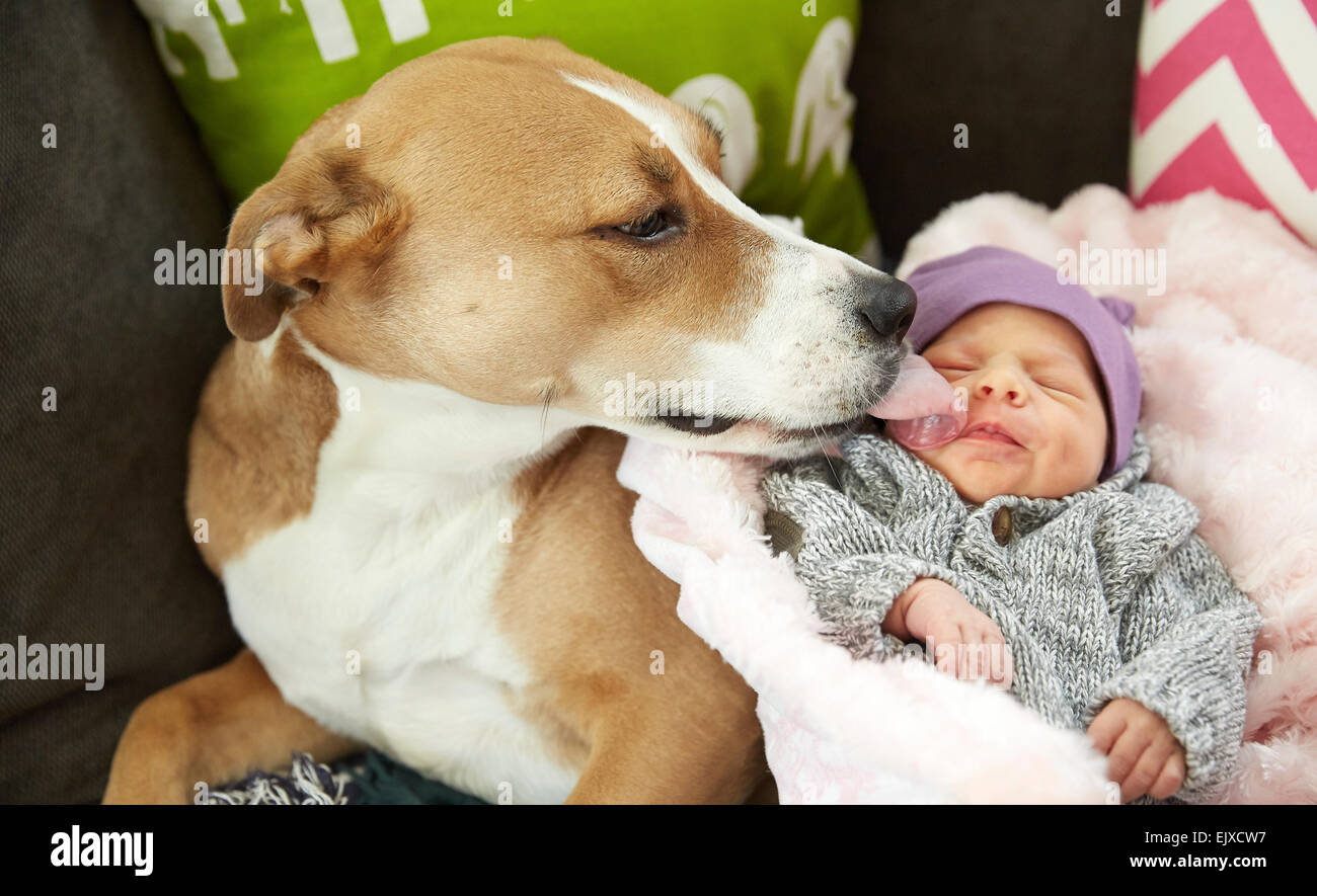 Why Do Dogs Lick Babies