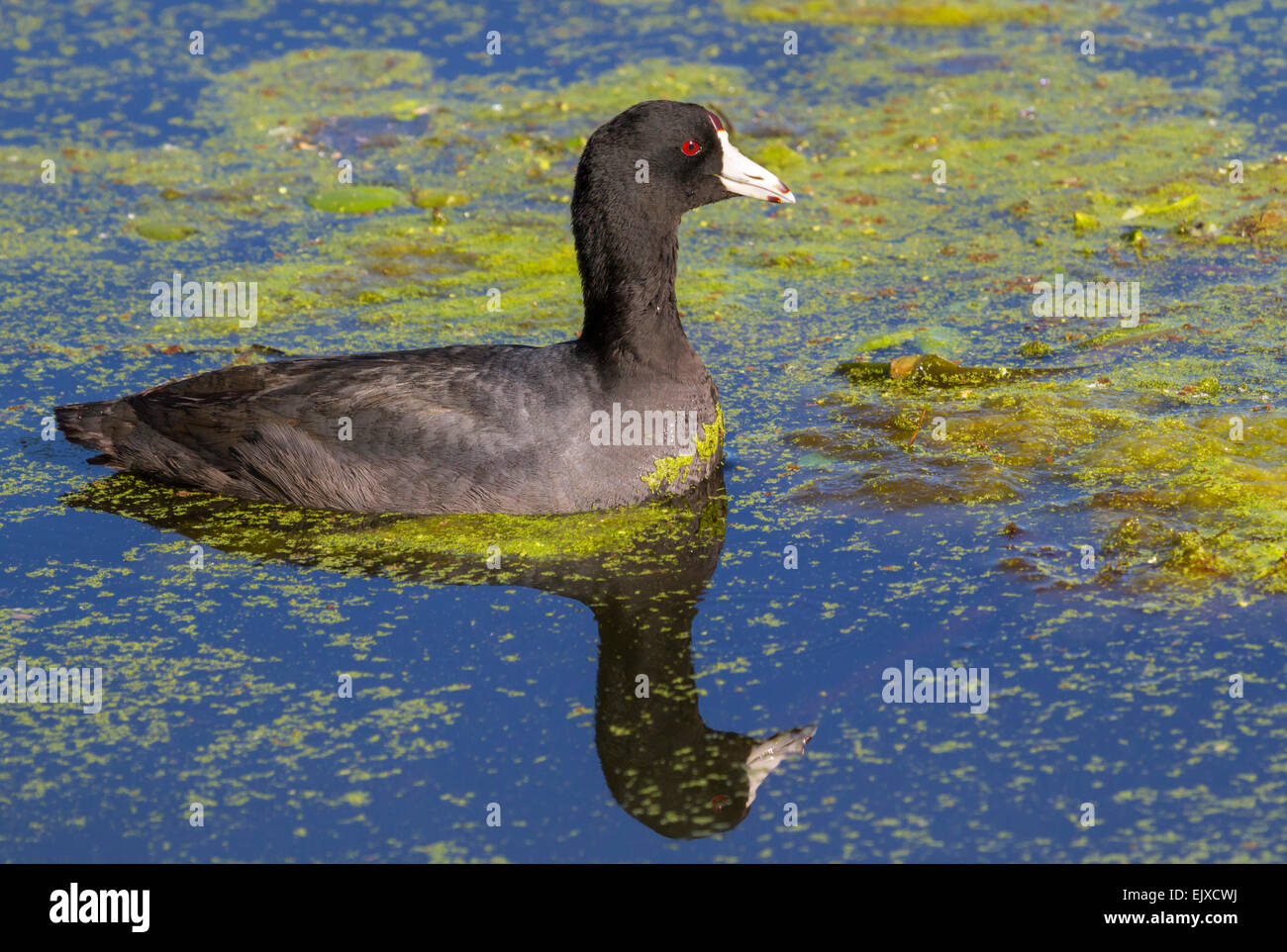 American coot (Fulica americana) in a swamp covered by duckweed, Brazos Bend state park, Needville, Texas, USA Stock Photo