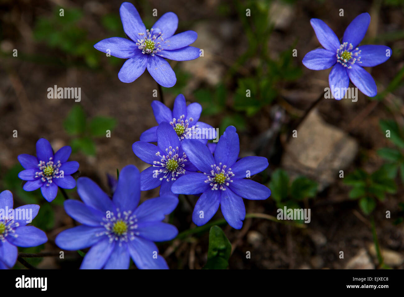 Kidneywort, Liverwort blue spring flowers Hepatica nobilis Stock Photo