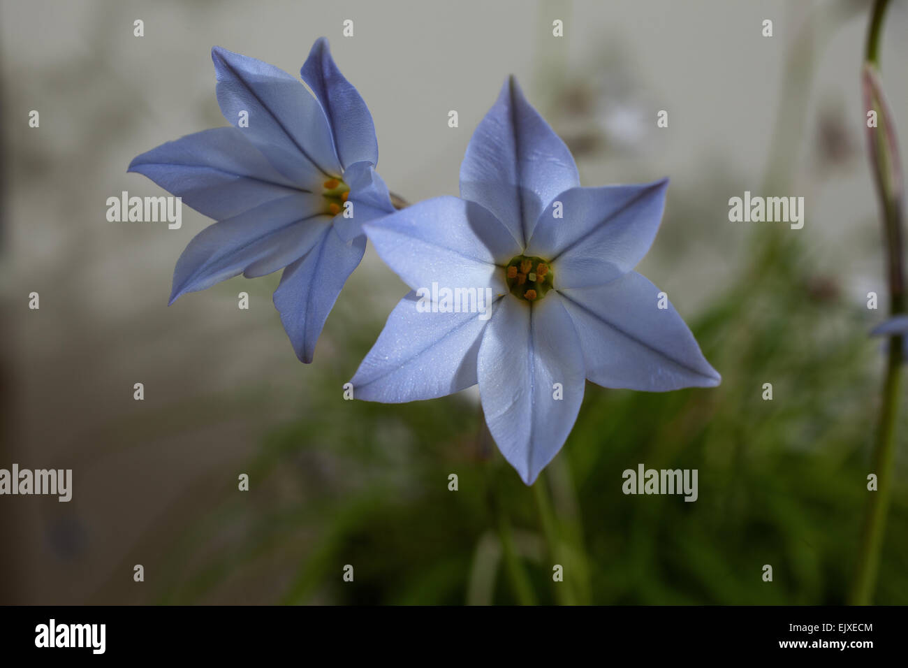 Small Blue / Lilac flower called Ipheion uniflorum wisely blue low growing and lightly scented flowering in late winter / Spring Stock Photo