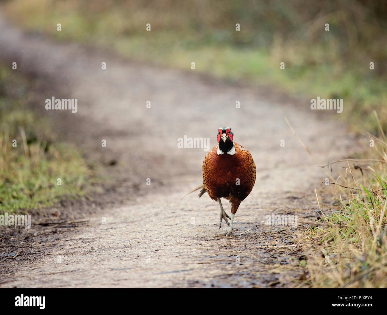 Ring-necked Pheasant walking head on along path Stock Photo