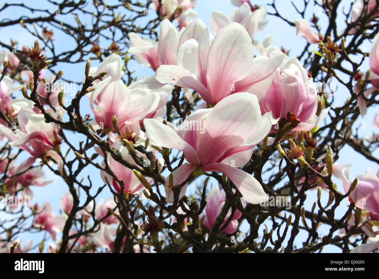 Pink magnolia flowers in spring season Stock Photo Alamy