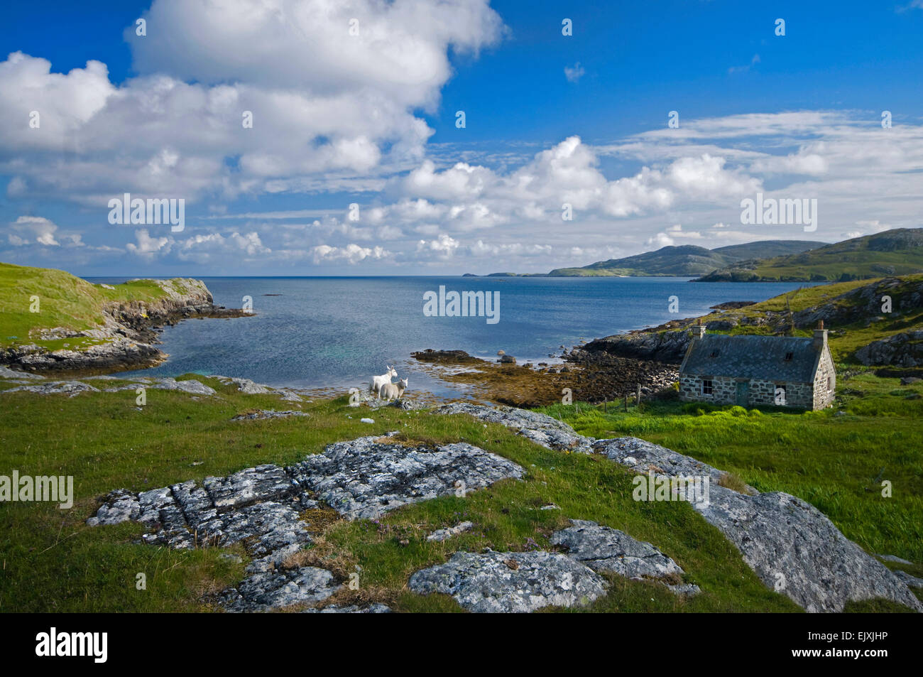 cottage and sheep summer sky vatersay Stock Photo