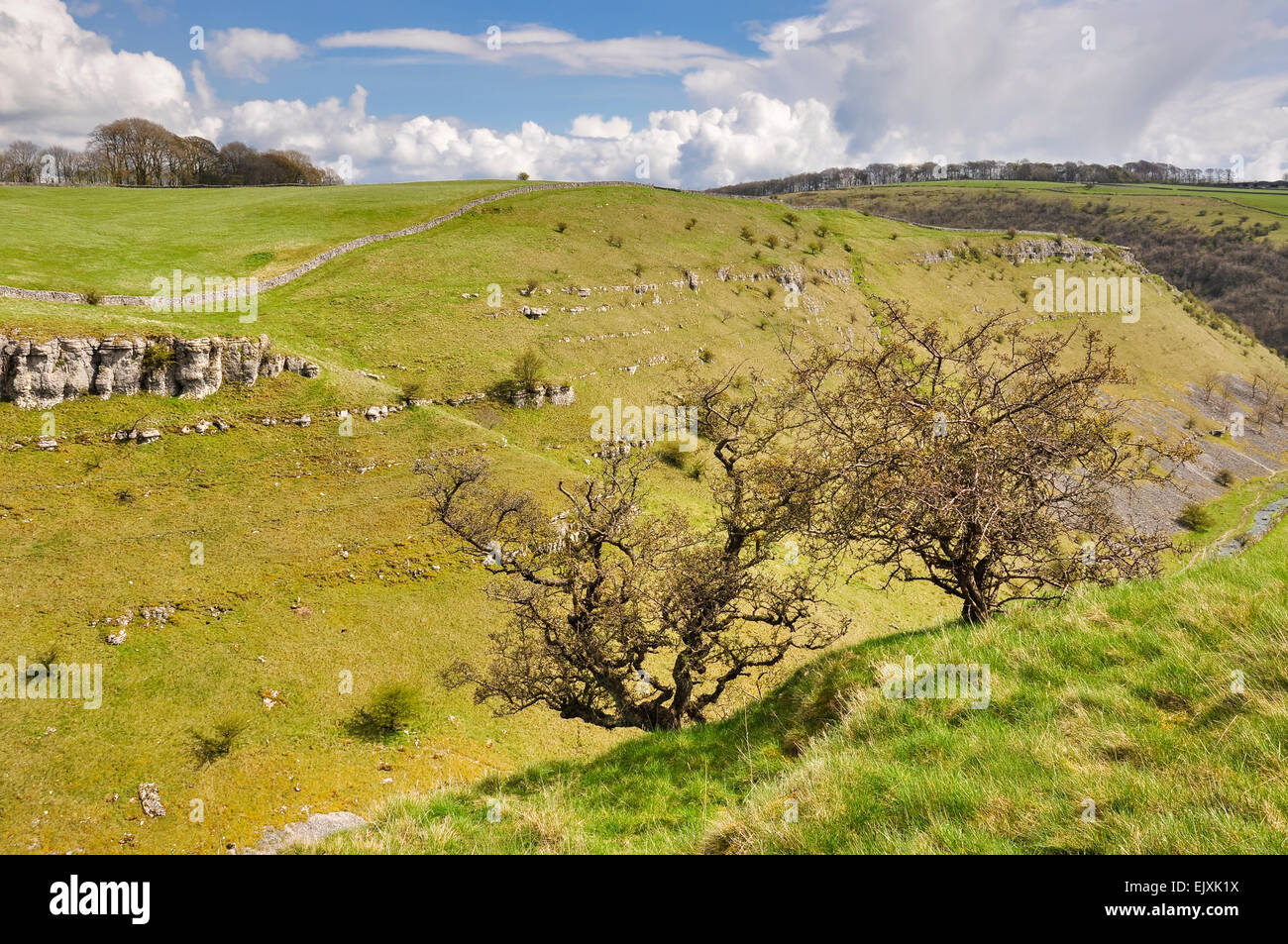 Hawthorn trees on hillside in Lathkill Dale in the Peak District. Spring sunshine on this dramatic limestone landscape. Stock Photo