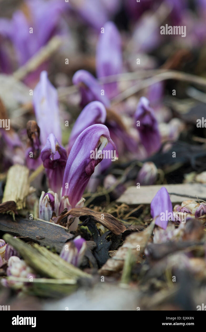 Lathraea clandestina. Purple toothwort in spring Stock Photo