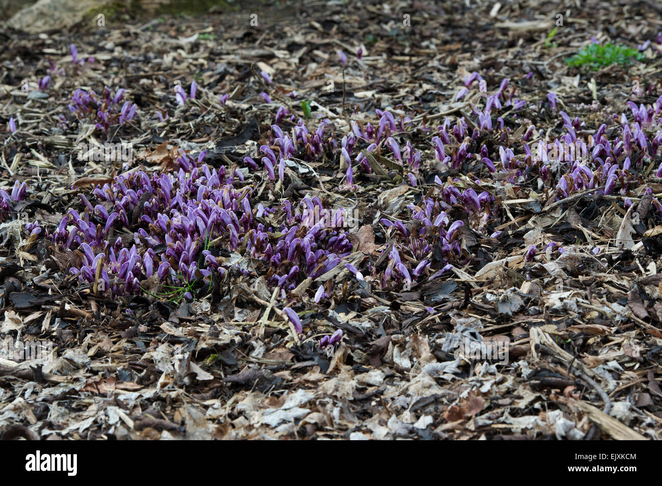 Lathraea clandestina. Purple toothwort in spring Stock Photo