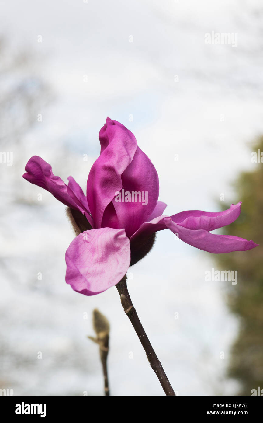 Magnolia 'Ruth' flower Stock Photo