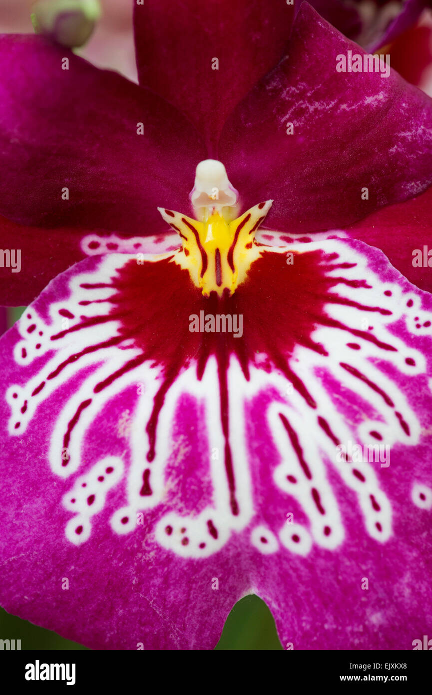 Miltonia Drippierflor Orchid flowerhead Stock Photo