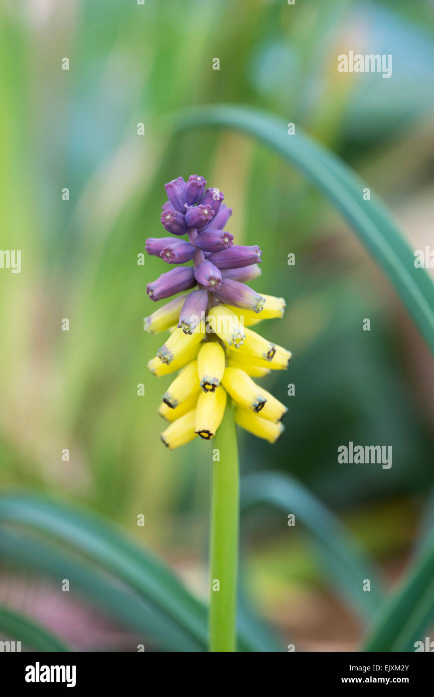 Yellow grape hyacinth hires stock photography and images Alamy