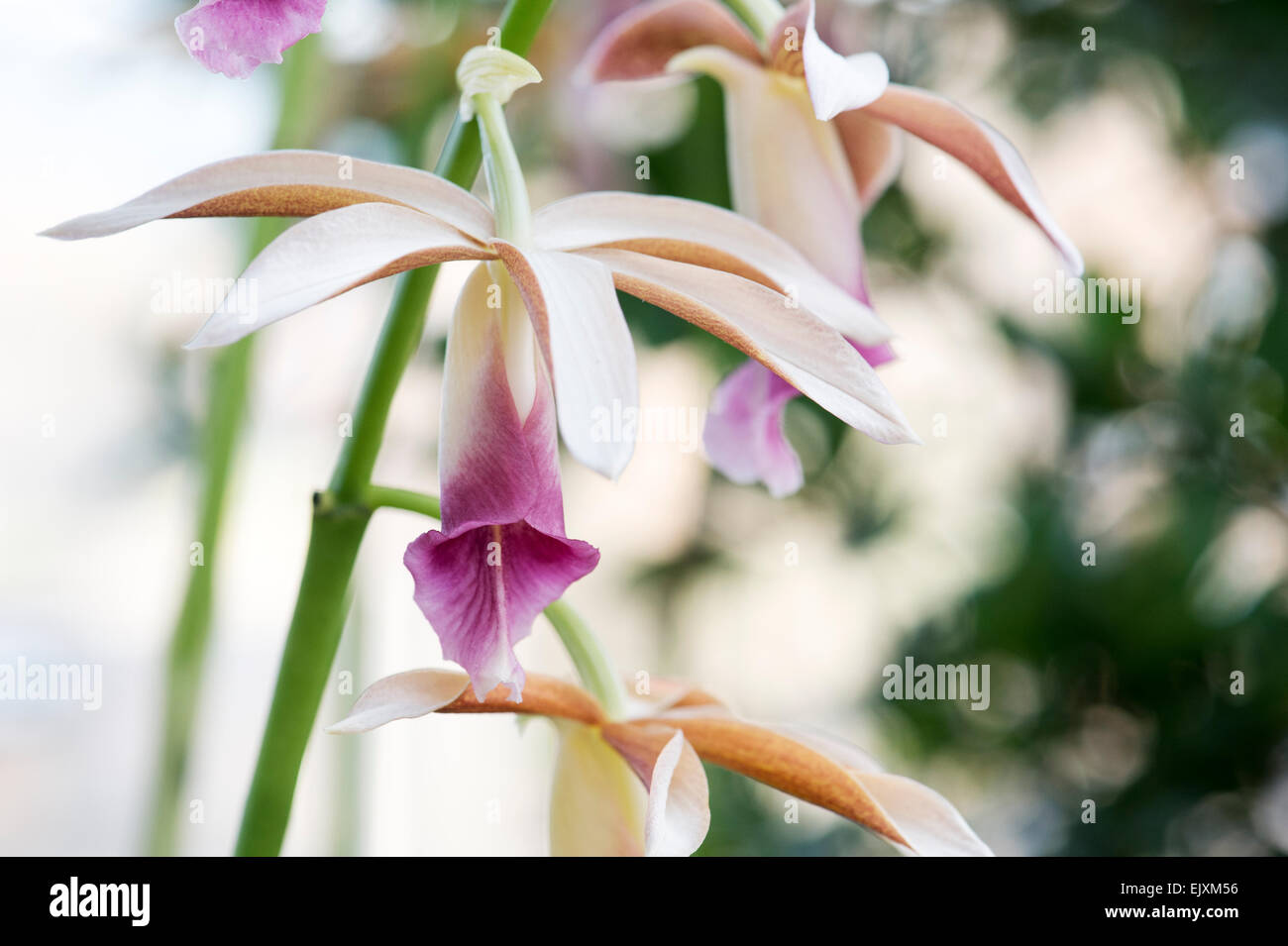 Phaius Tankervilleae. Terrestrial Orchid Stock Photo