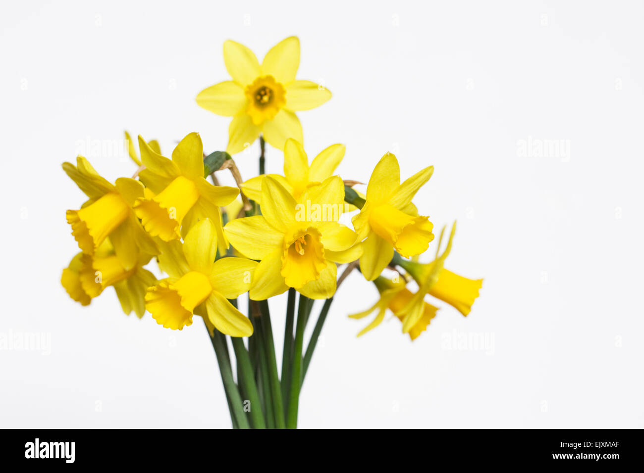 A bunch of miniature daffodils against a white background. Stock Photo