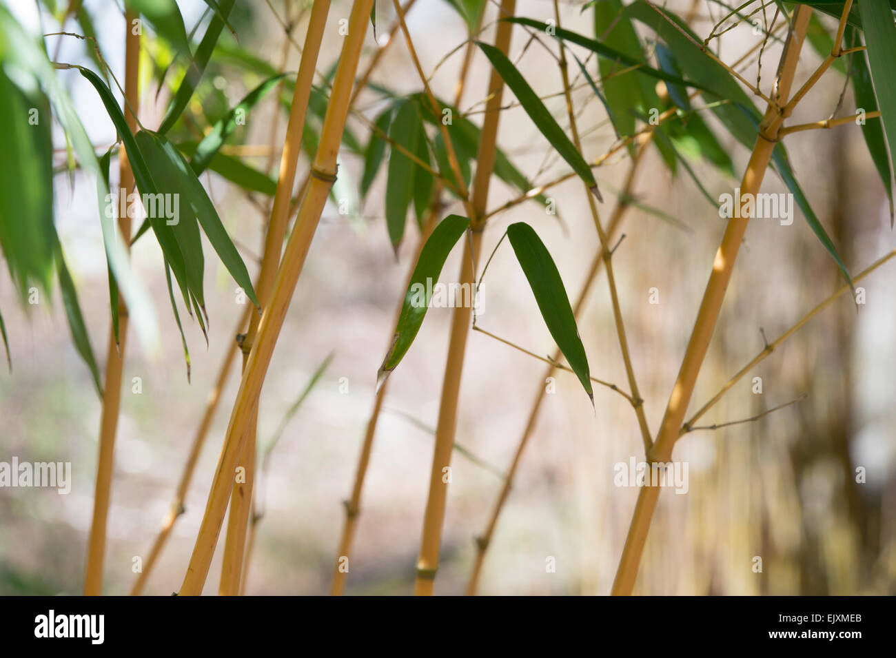 Golden yellow stem bamboo hires stock photography and images Alamy