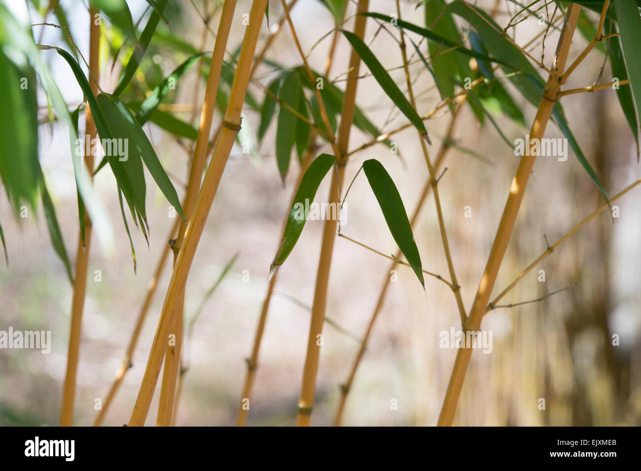 Golden yellow stem bamboo hi-res stock photography and images - Alamy