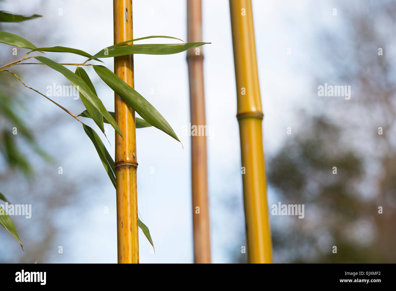 Phyllostachys viridiglaucescens. Greenglaucous bamboolufenzhu. Bamboo Stock Photo