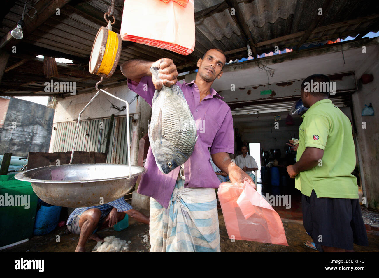 UNAWATUNA FISH MARKET; FISHERMEN WEIGHING THEIR DAILY CATCH Stock Photo
