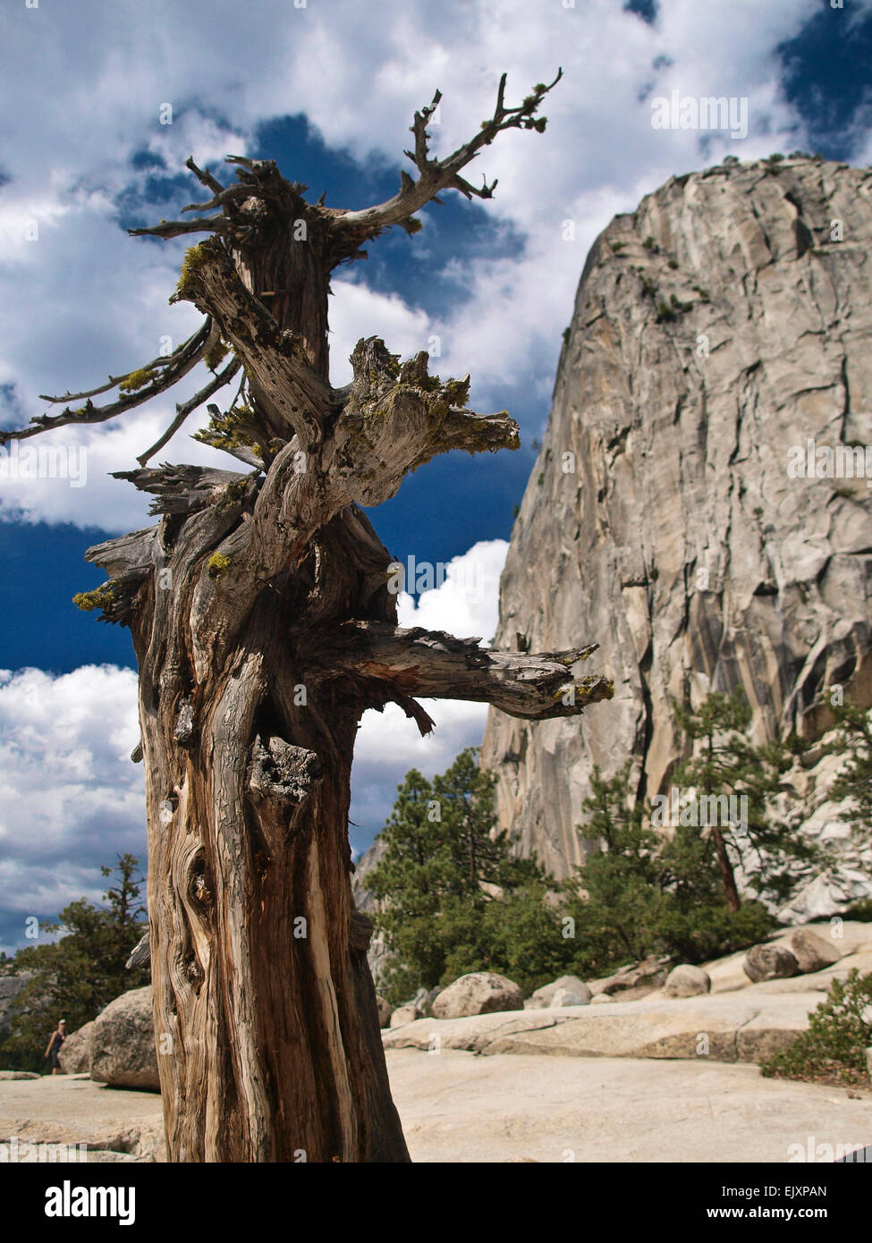 Gnarled dead tree at top of waterfall in Yosemite National park