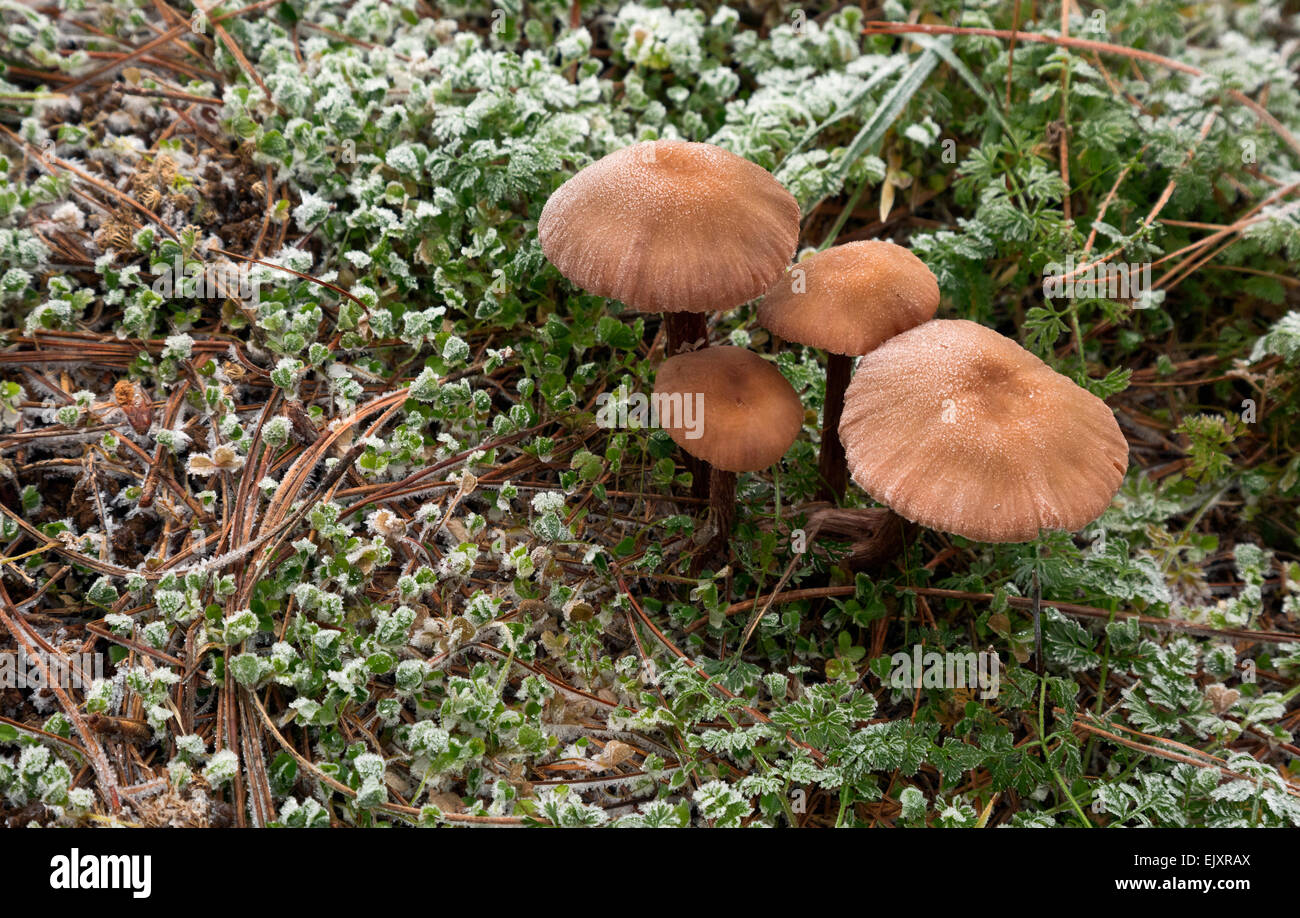 Oregon mushrooms hires stock photography and images Alamy