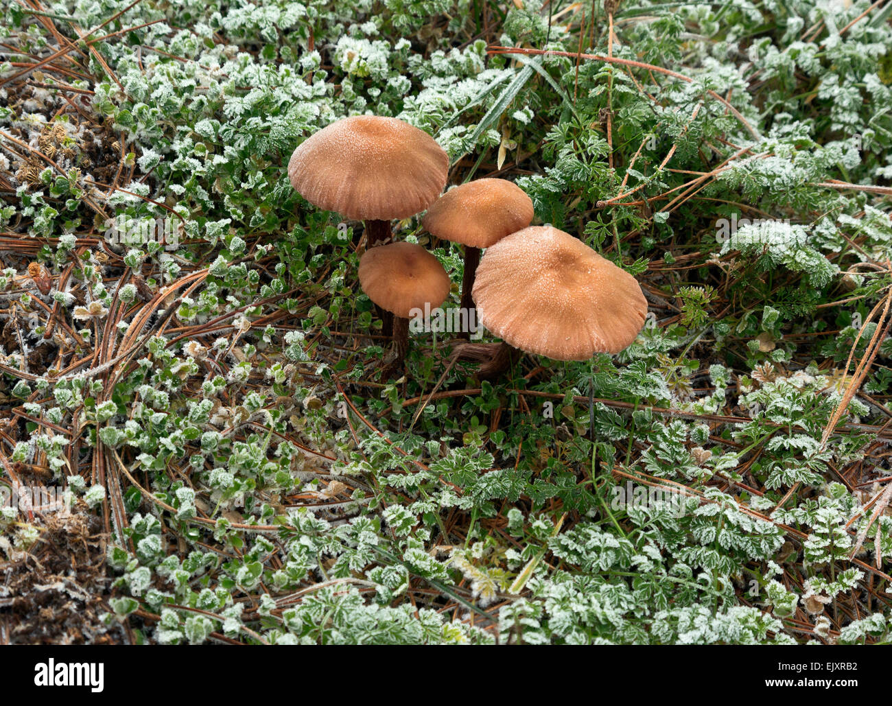 Oregon mushrooms hires stock photography and images Alamy