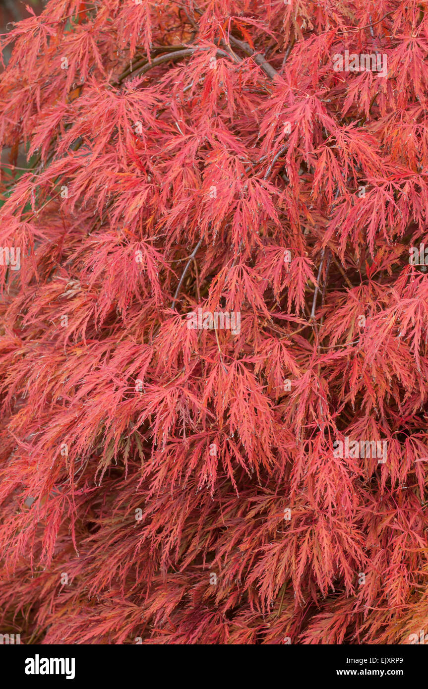 Acer palmatum var. dissectum.   Dissectum viride group. Stock Photo