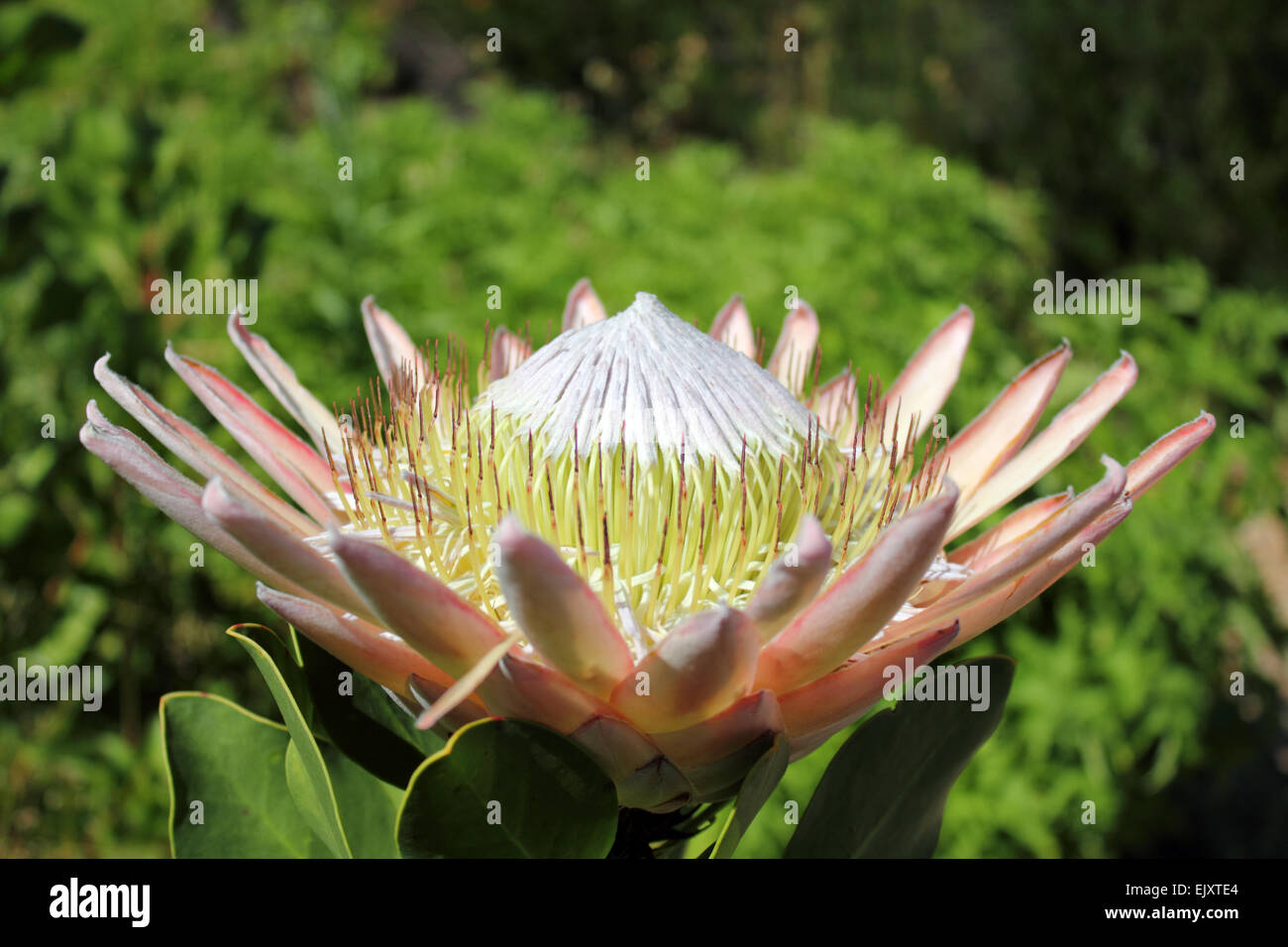 king-protea-the-national-flower-of-south-africa-stock-photo-alamy