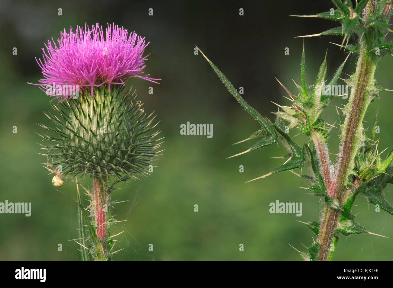 Spear thistle / Scots thistle / Scottish thistle (Cirsium vulgare / Cirsium lanceolatum) in flower Stock Photo