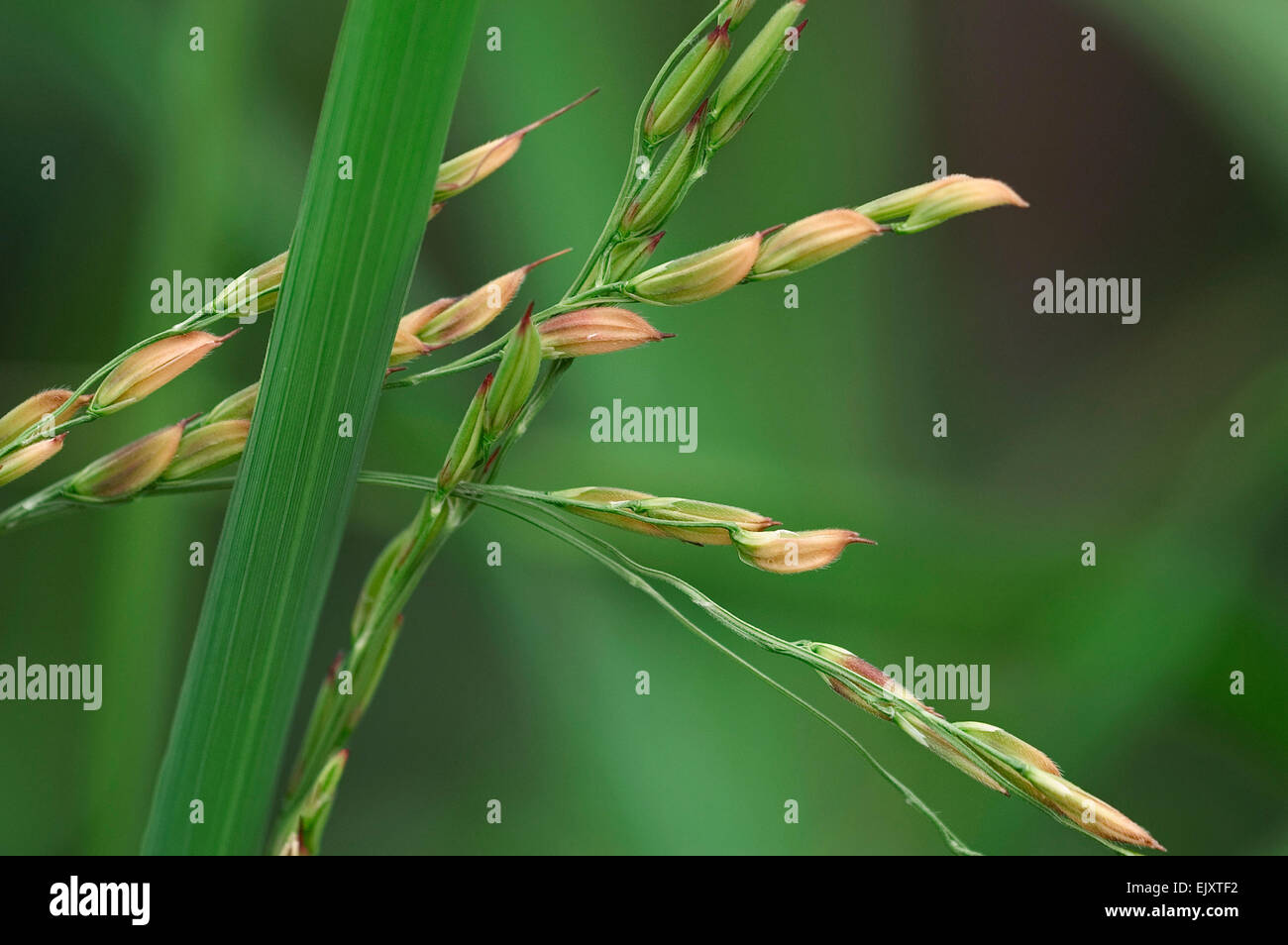 Asian rice (Oryza sativa) close up of plant showing grains Stock Photo