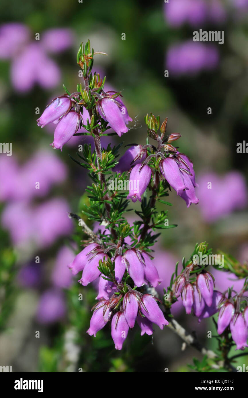 Bell heather / heather-bell (Erica cinerea) in flower Stock Photo