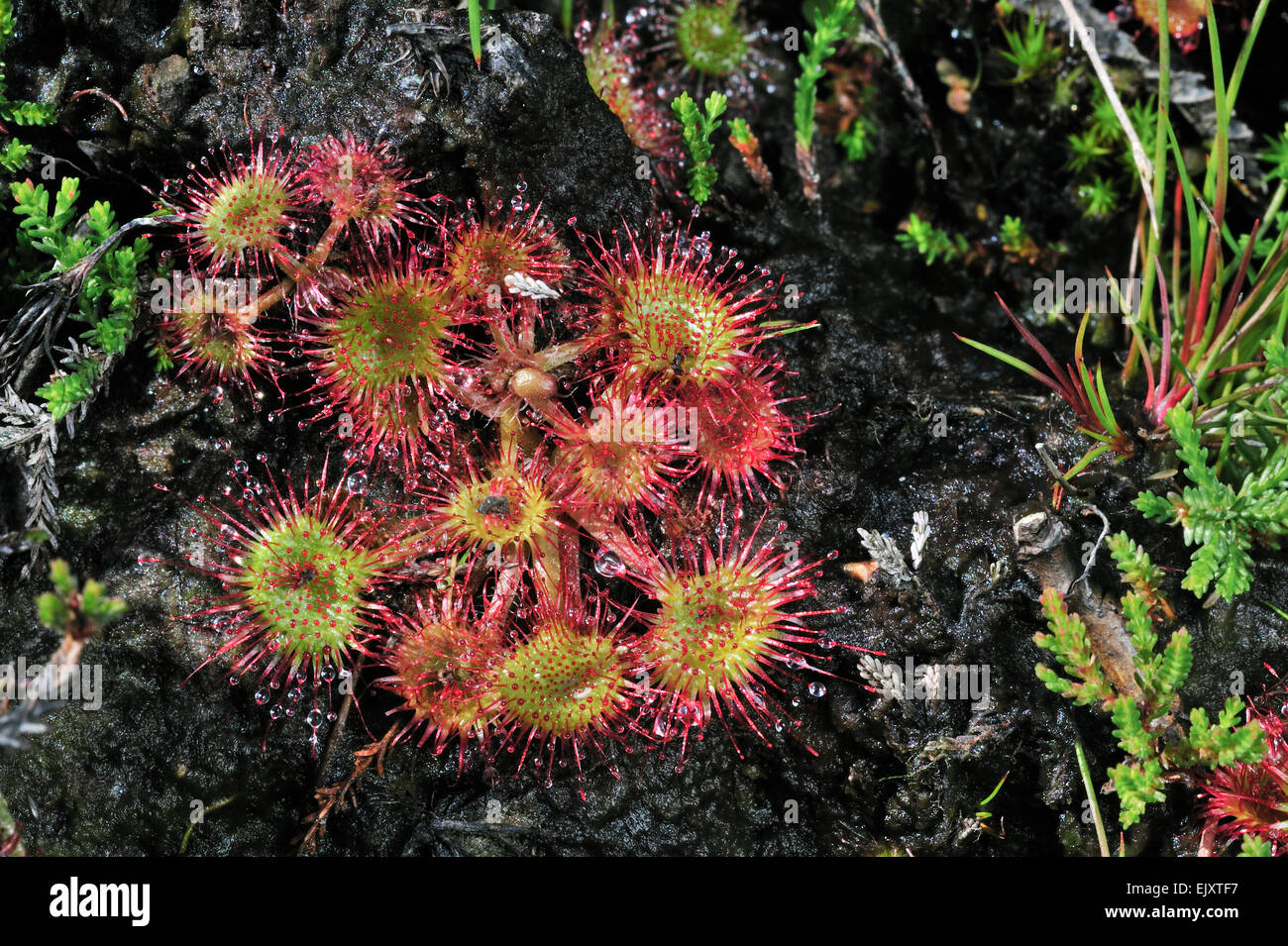 Round-leaved sundew / common sundew (Drosera rotundifolia) with trapped insects in its leaves Stock Photo