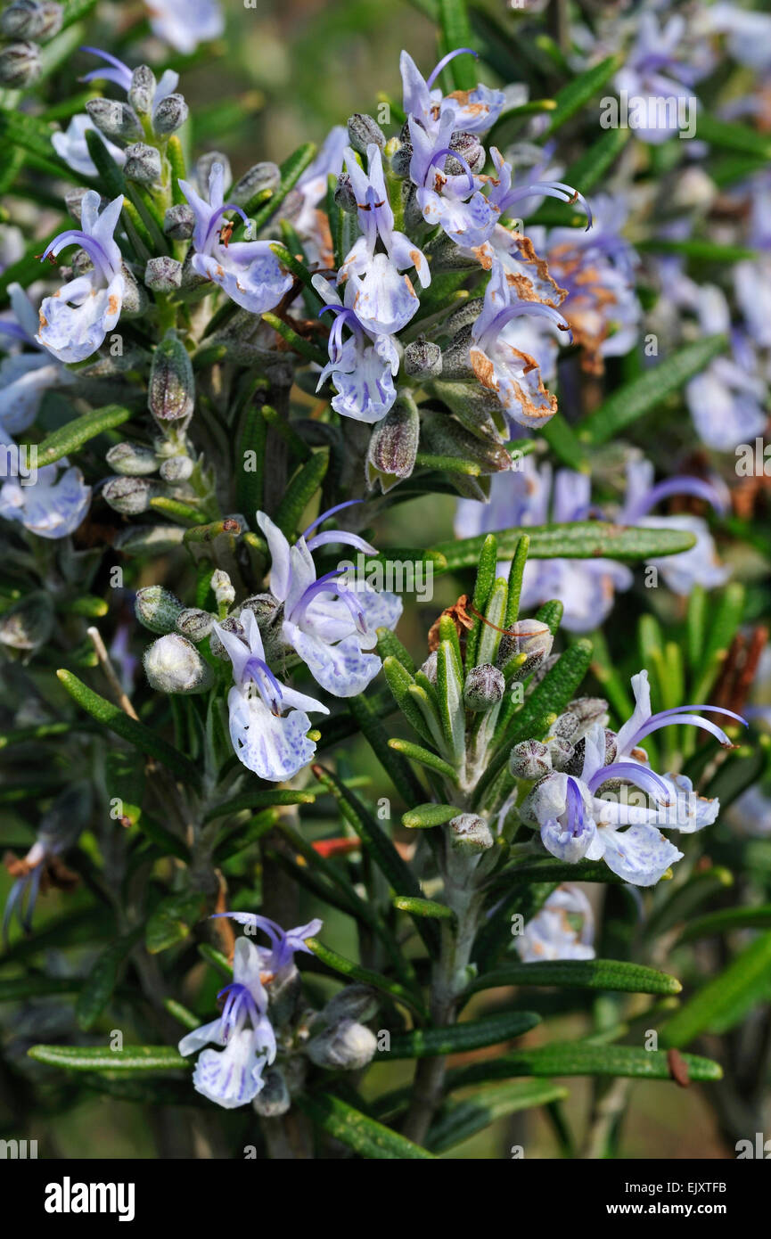 Rosemary (Rosmarinus officinalis) in flower, native to the Mediterranean Stock Photo