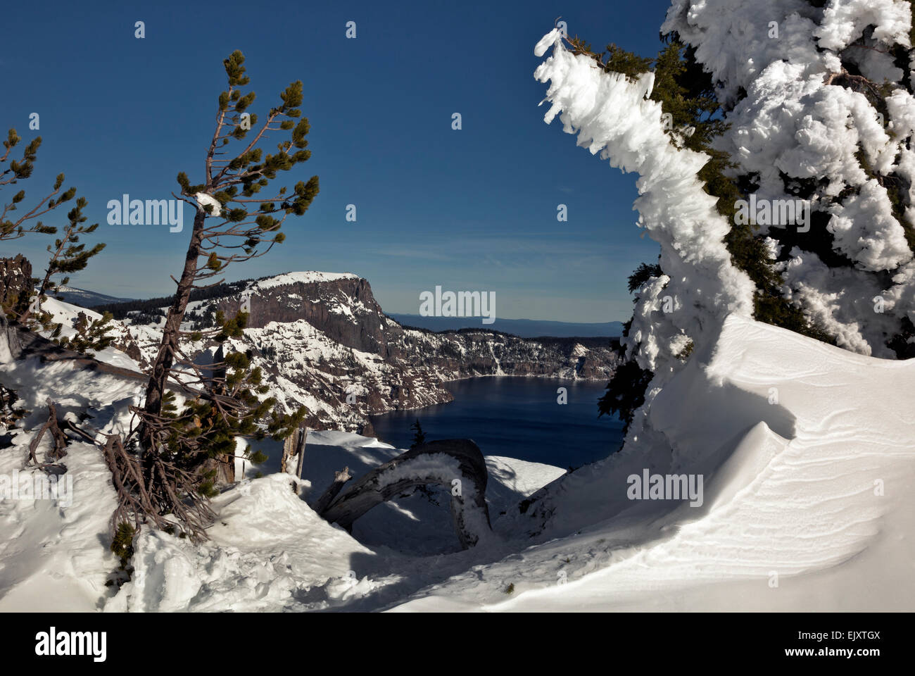 OR02103-00...OREGON - Snow plastered trees along the rim of Crater Lake in Crater Lake National Park. Stock Photo