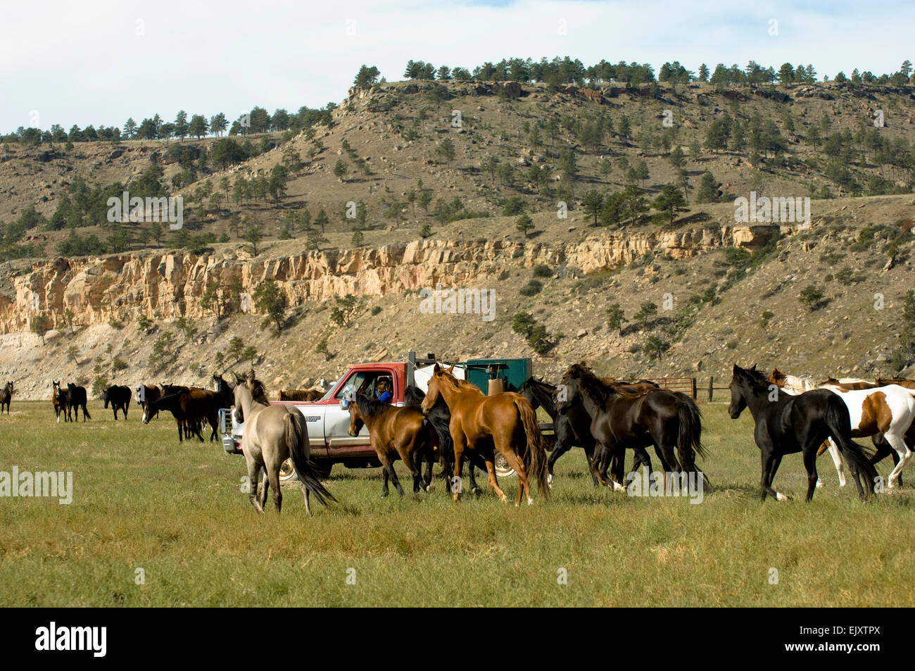 Black Hills Wild Horse Sanctuary High Resolution Stock Photography and