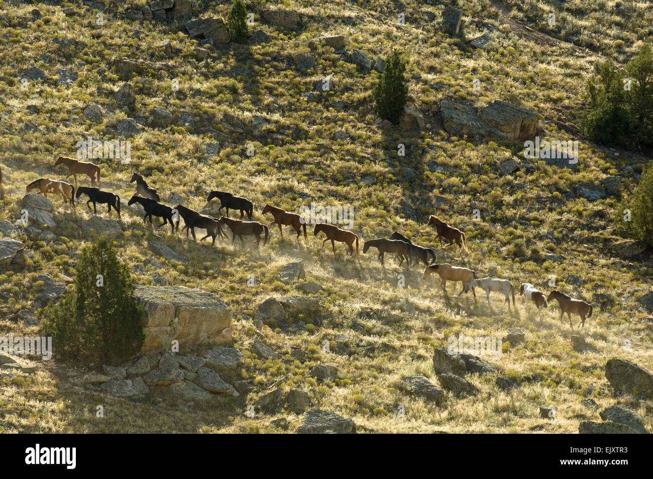 Black Hills Wild Horse Sanctuary, Hot Springs, South Dakota, USA