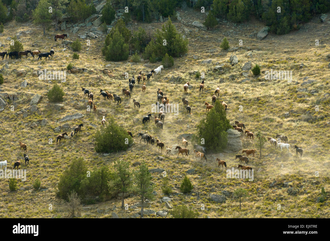 Black Hills Wild Horse Sanctuary High Resolution Stock Photography and